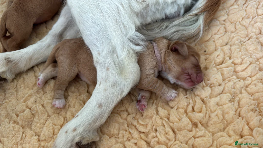 Cocker Spaniel dogs for sale: KC Reg full health tested quality Cocker Spaniels - Advert 2