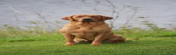 Labrador Retriever dogs for sale: KC Registered Fox Red Labrador Puppies in Lancaster - Advert 4