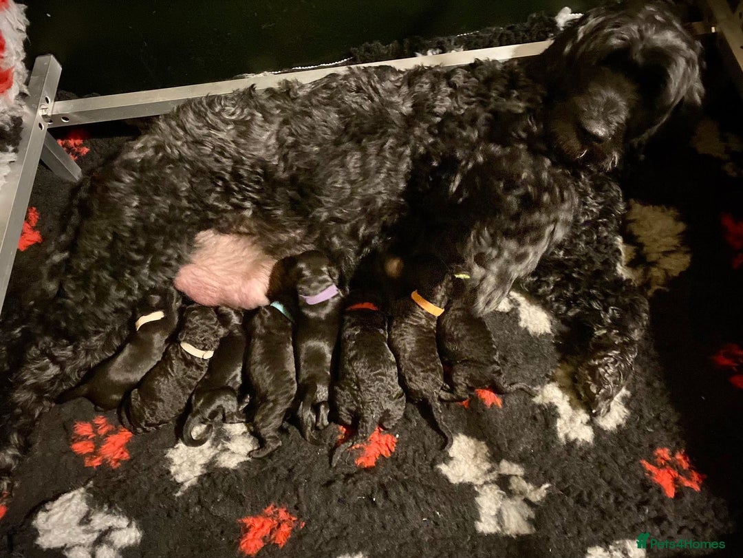 Portuguese Water Dog dogs for sale: Portuguese Water Dog Puppies For Sale - Image 2