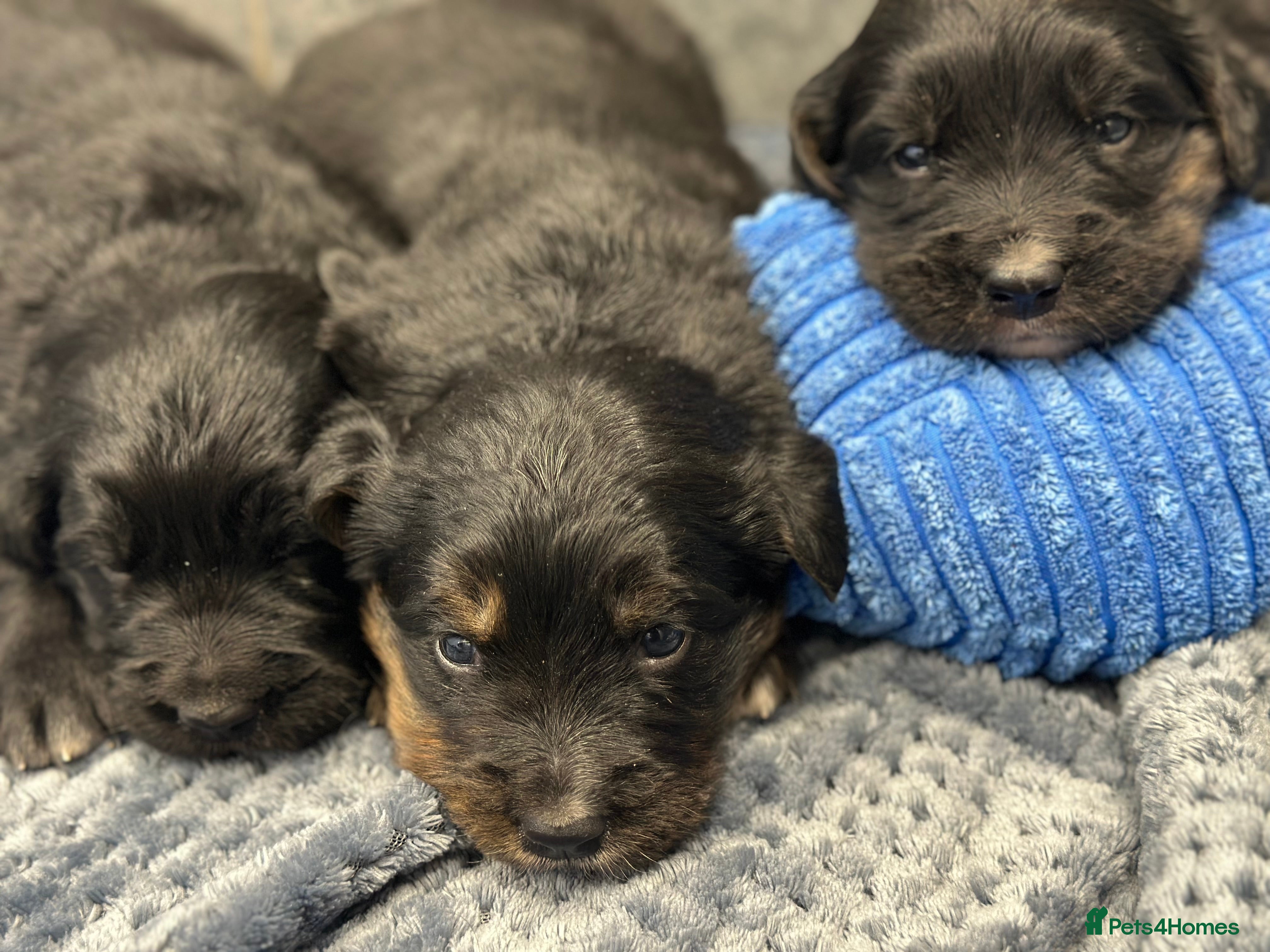 Bernese Mountain Dog dogs Wonderful litter of Golden Mountain Dogs - Advert 4