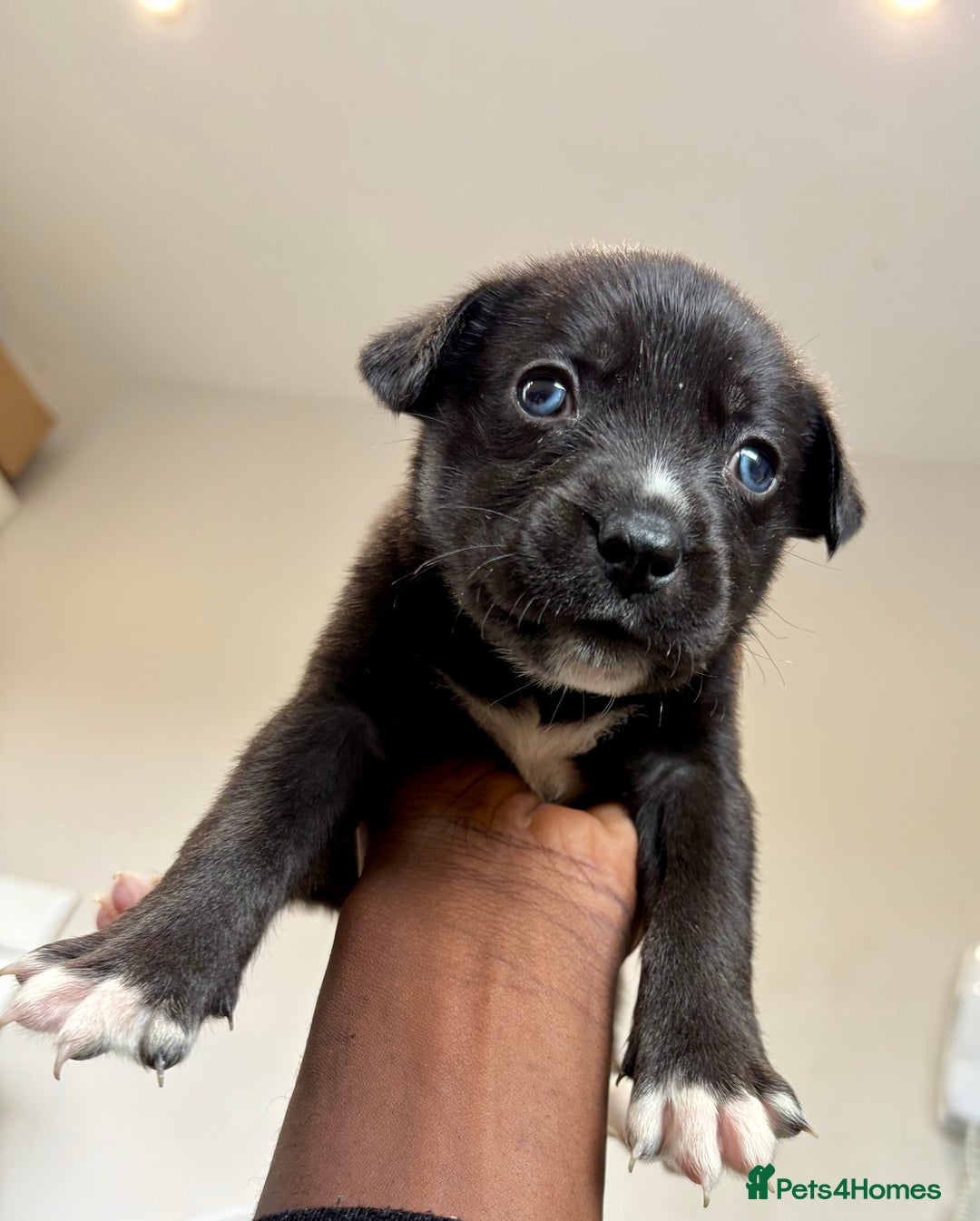 Mixed Breed dogs for sale: Blue nose staff x Siberian husky pups GOING FAST - Image 8