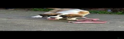 Saint Bernard dogs for sale: Beautiful saint Bernard puppies - Advert 14
