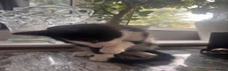 Mixed Breed cats for sale: Kitten needs rehoming desperately  in Leeds - Advert 4