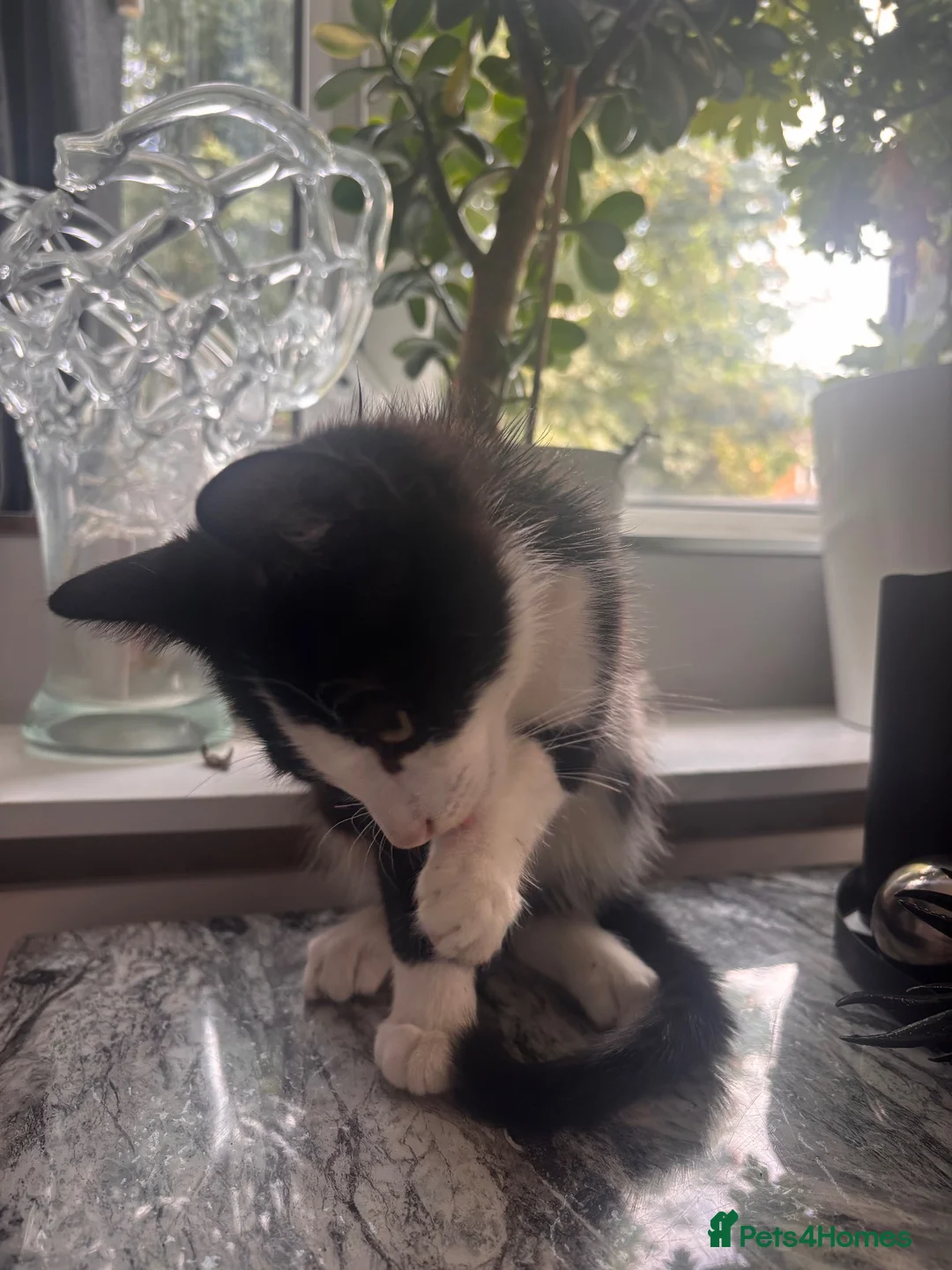 Mixed Breed cats for sale: Kitten needs rehoming desperately  in Leeds - Advert 4