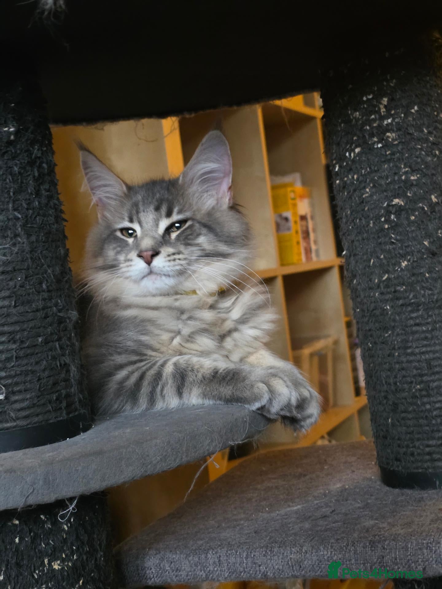 Maine Coon cats ❤️ TICA Registered Maine Coon Kittens Ready Now ❤️ - Advert 2