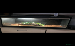 Corn Snake reptiles for sale: Lovely little corn snake and set up  - Image 2