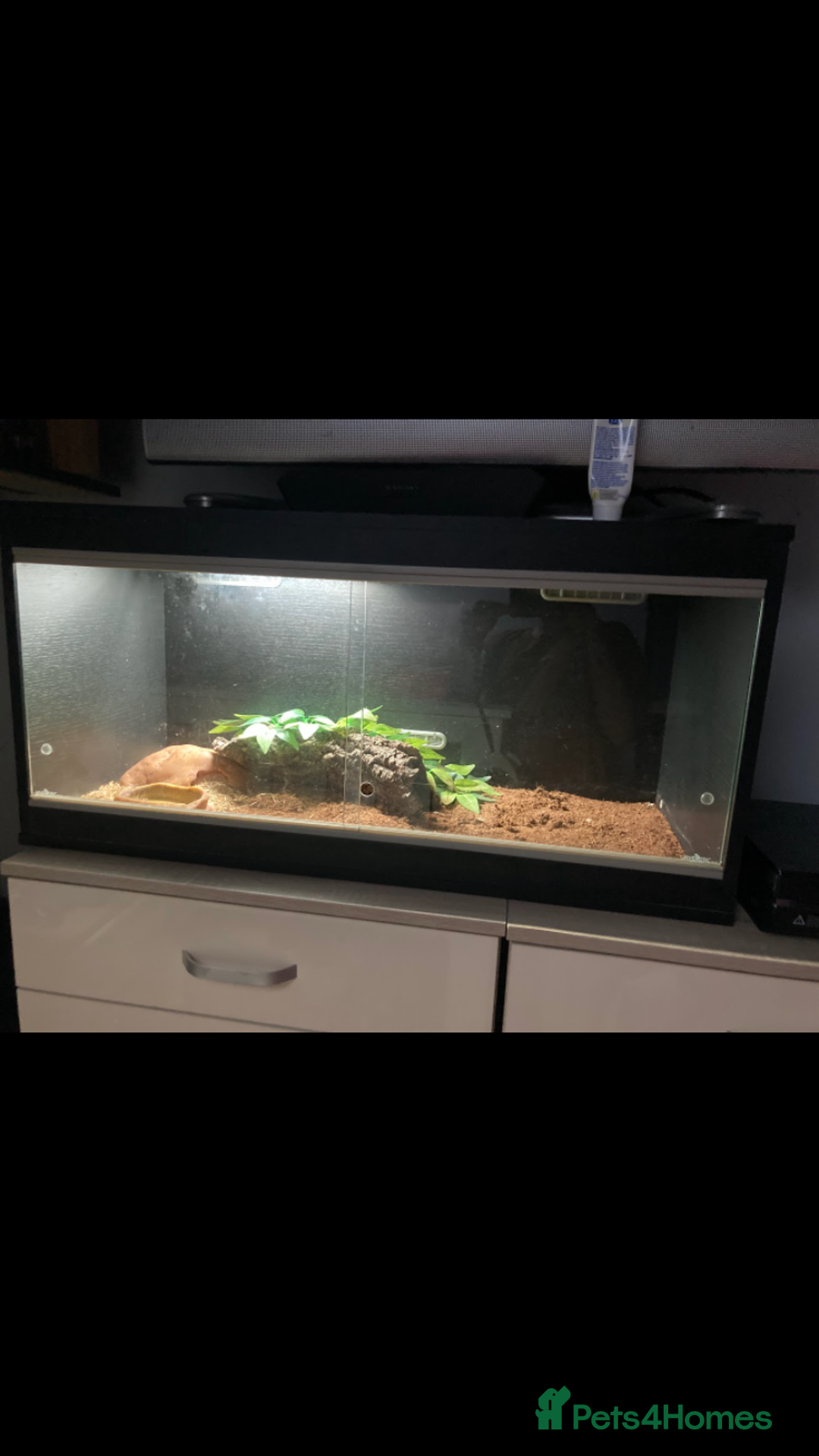 Corn Snake reptiles for sale: Lovely little corn snake and set up  - Image 2