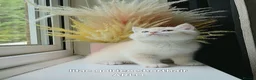 British Shorthair cats for sale: Rare GCCF Golden British Shorthair Kittens - Advert 13