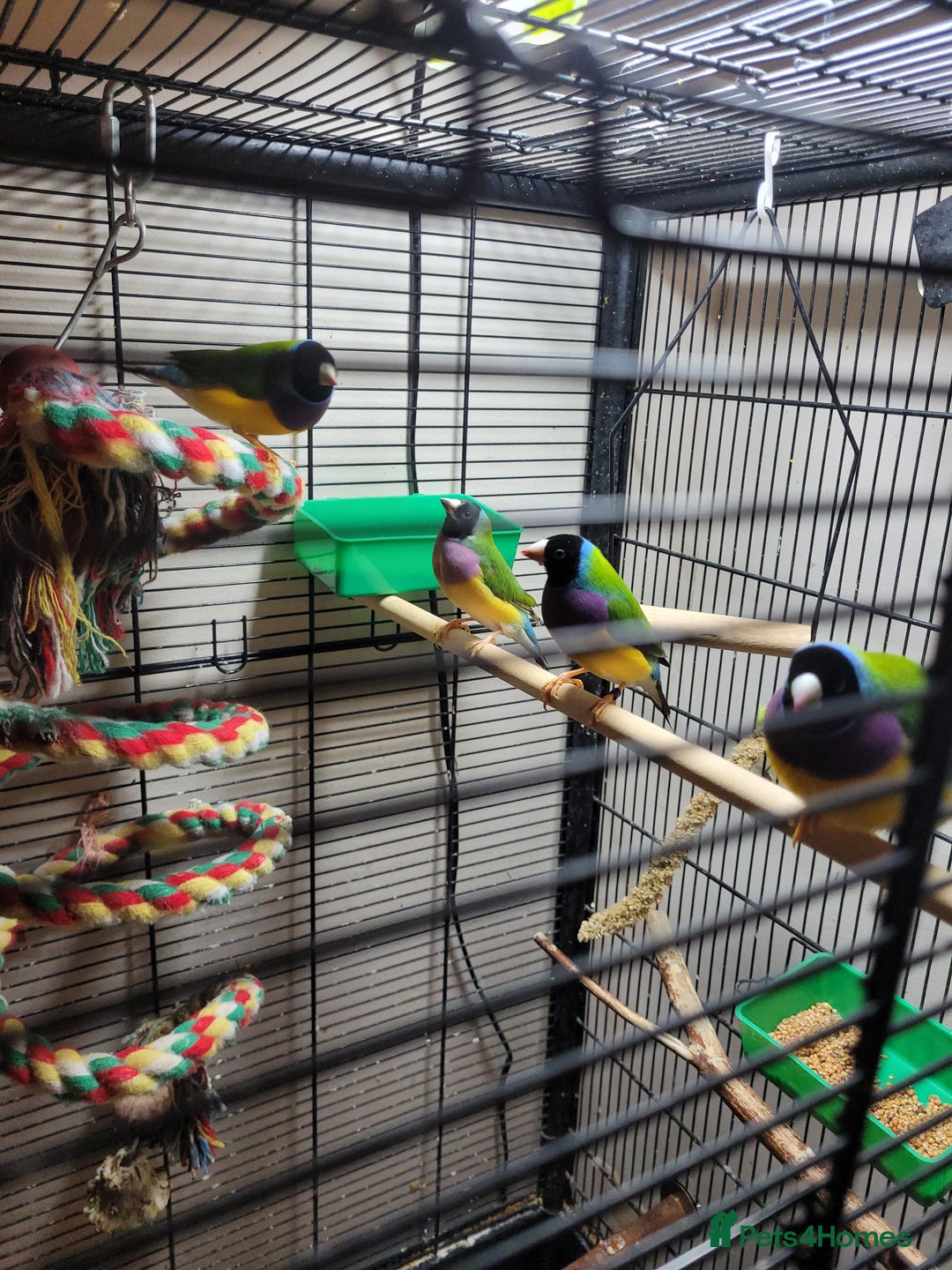 Finches birds for sale: 7 Gouldian Finches in beautiful condition - Advert 3