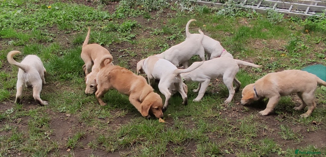 Labradoodle dogs for sale: Labradoodle / Fox Red Labrador X Puppies - Image 13