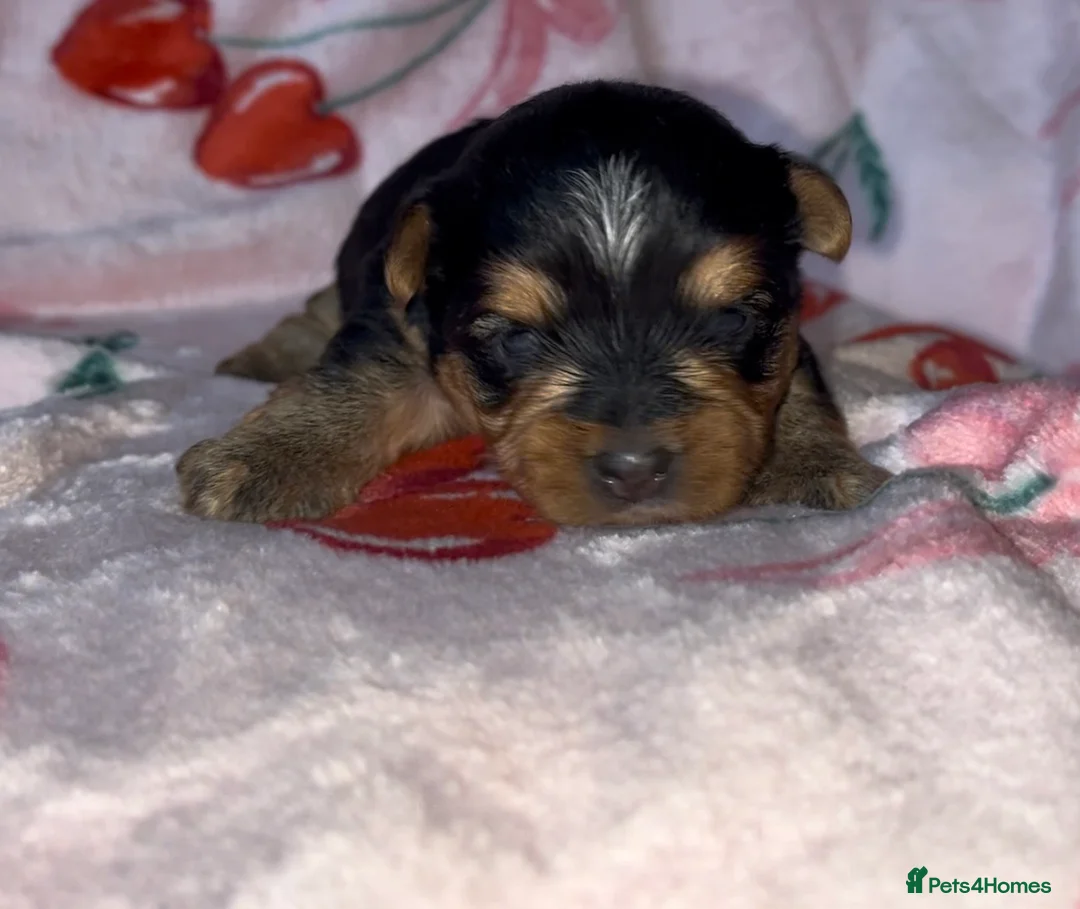 Yorkshire Terrier dogs for sale: Beautiful Standard Size Yorkshire Terrier Puppies - Advert 4
