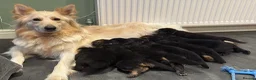 German Shepherd dogs for sale: 1 chunky boy ready to leave - Advert 6