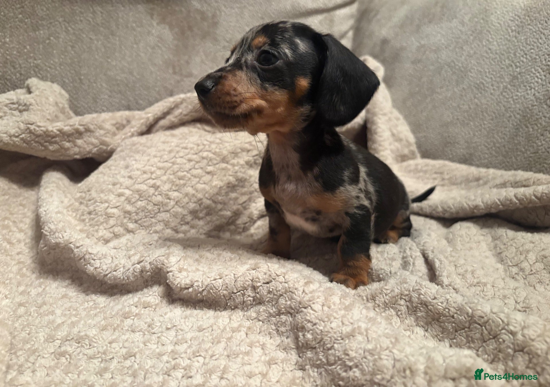 Miniature Dachshund dogs for sale: Beautiful dapple & Black and Tan PRA clear boys  - Advert 10