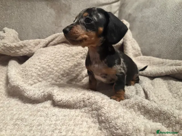 Miniature Dachshund dogs for sale: Beautiful dapple & Black and Tan PRA clear boys - Advert 10