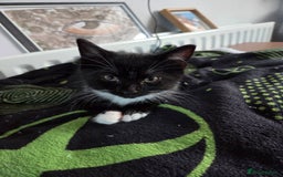 Mixed Breed cats for sale: Kittns  - Advert 2