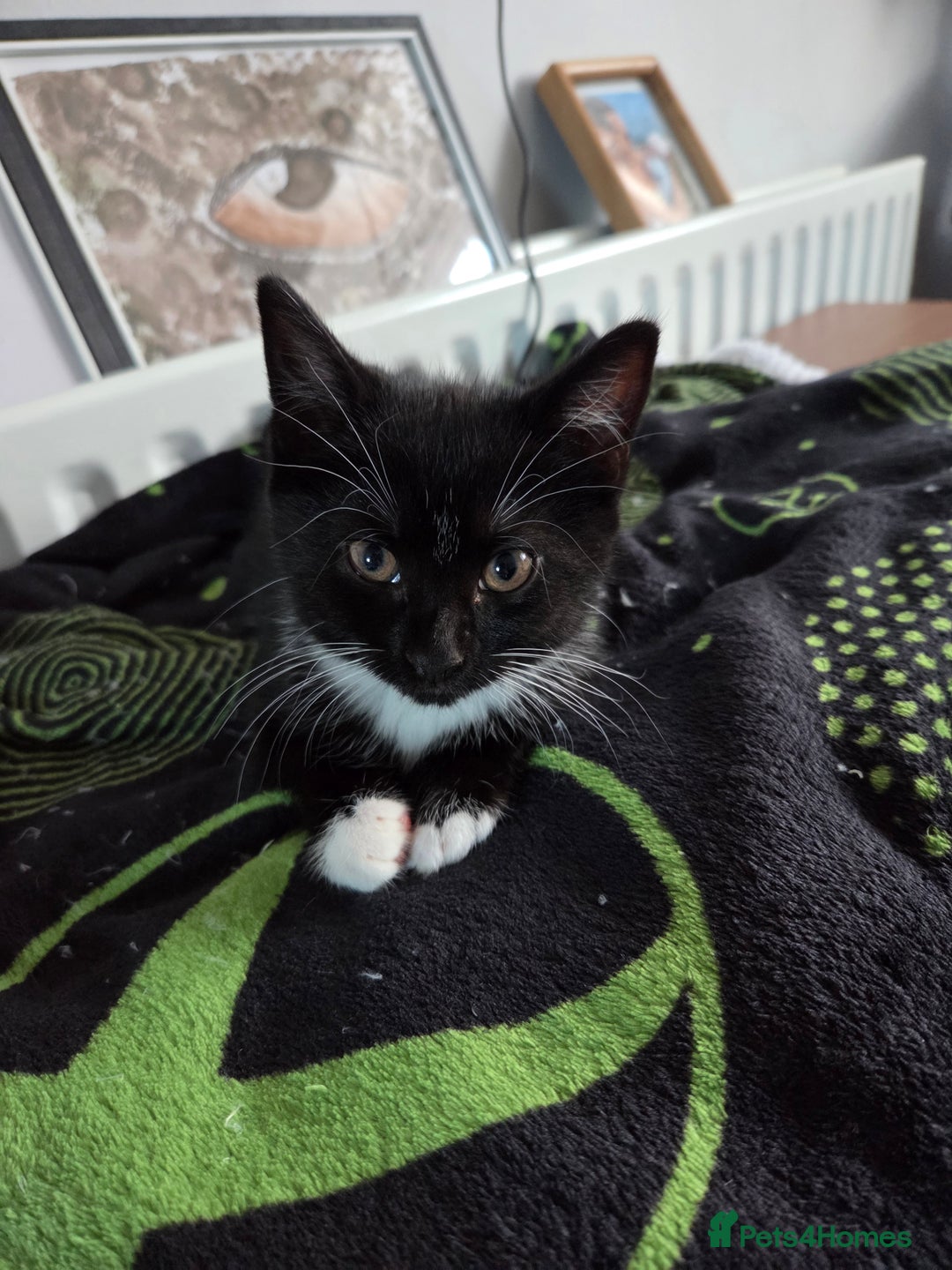 Mixed Breed cats for sale: Kittns  - Advert 2