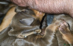 Dobermann dogs for sale: *HEALTH TESTED,HOME REARED,STUNNING DOBERMAN PUPS - Image 7