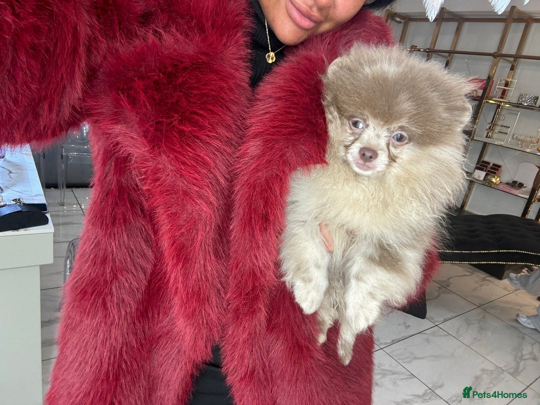 Pomeranian dogs for stud: NICE Lilac Merle STUD  - Advert 2