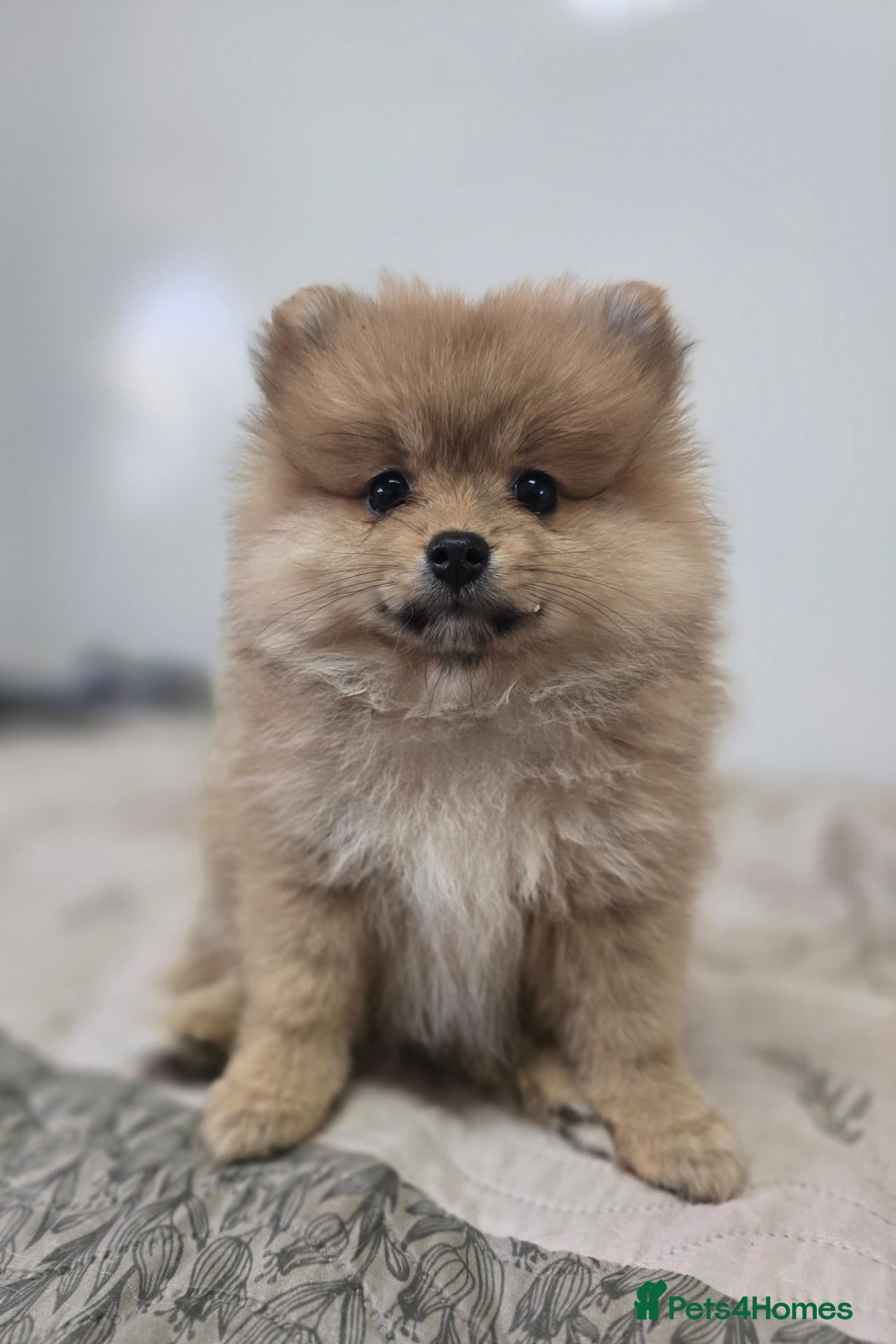 Pomeranian dogs I Have 2 Pomeranian Puppies Read Description - Advert 11