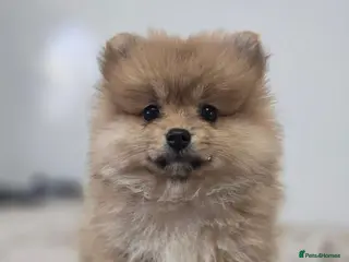 Pomeranian dogs I Have 2 Pomeranian Puppies Read Description - Advert 1