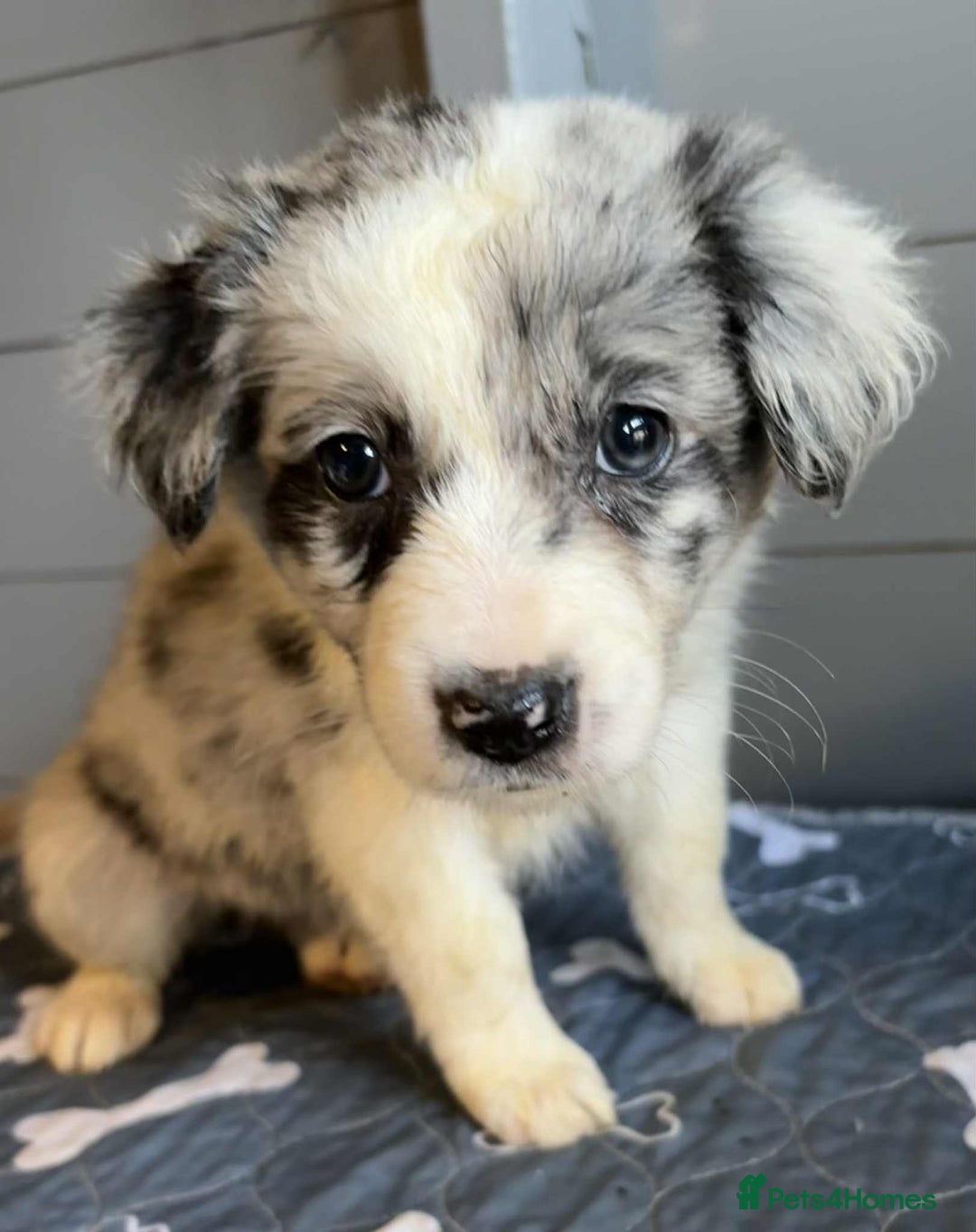 Border Collie dogs for sale: Stunning Border Collie Puppies - Image 1