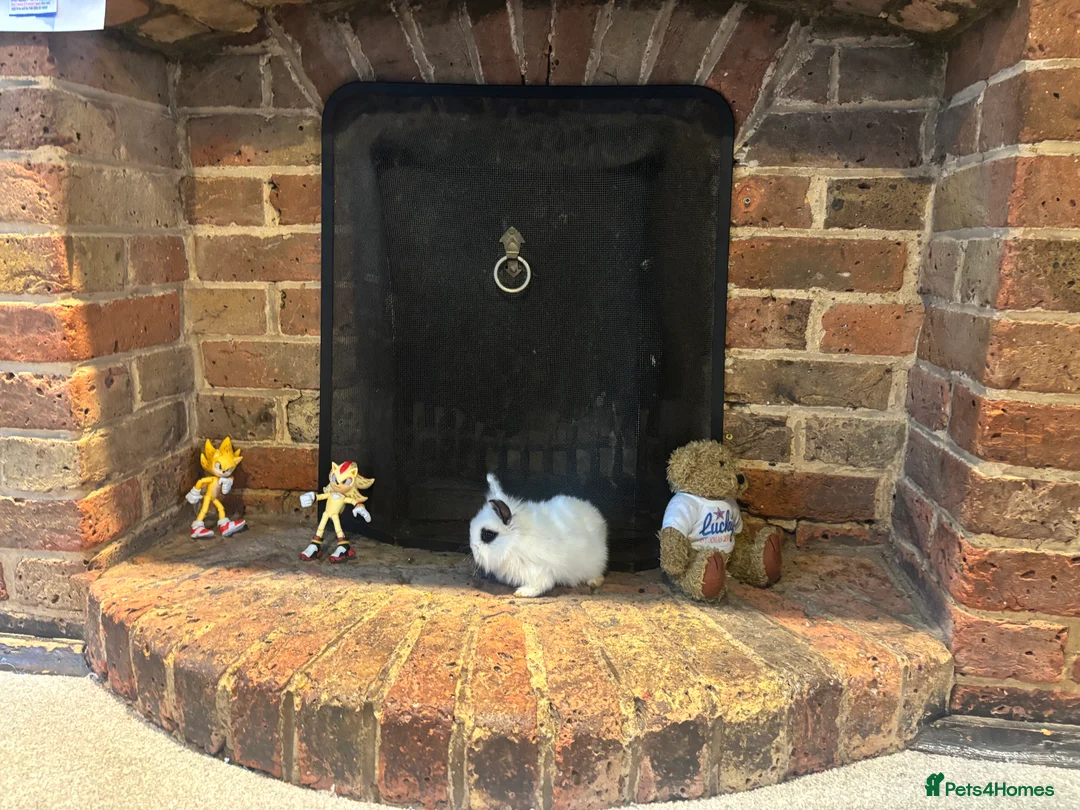 Mixed Breed rabbits for sale: Dwraf bunnies for sale  - Advert 7