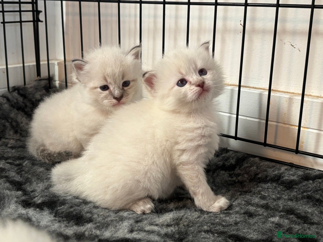 Siberian cats for sale: 🌓Word Champion Grandfather 🌖 - Advert 5