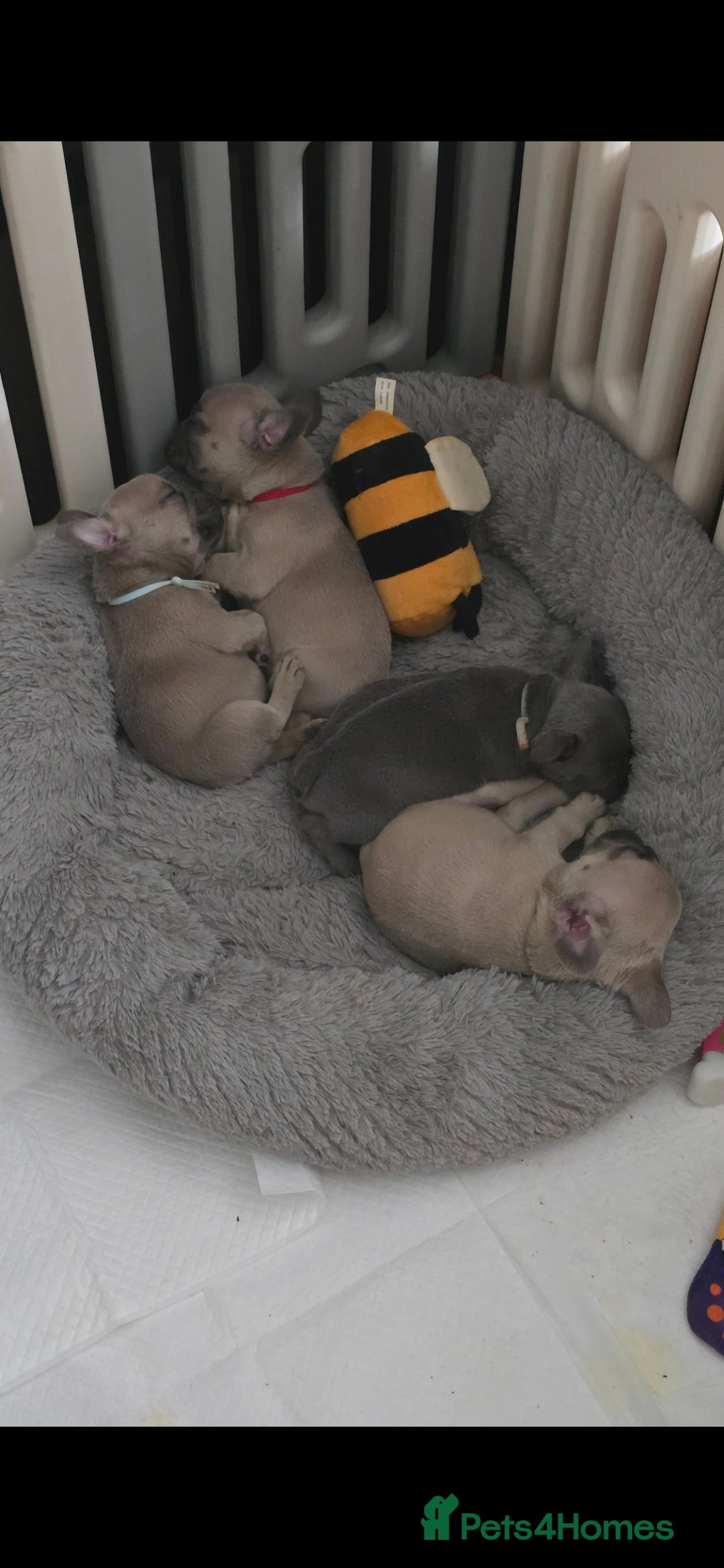 French Bulldog dogs for sale: Beautiful French bulldog puppies - Image 10