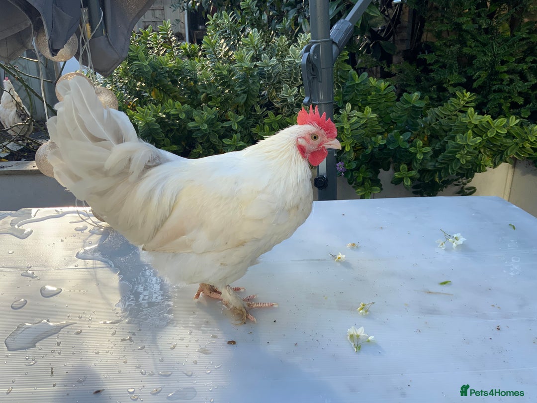 Chickens poultry for sale: Golden Bantam cockerels  - Advert 1