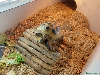 Tortoise reptiles Tortoise for sale - Advert 3