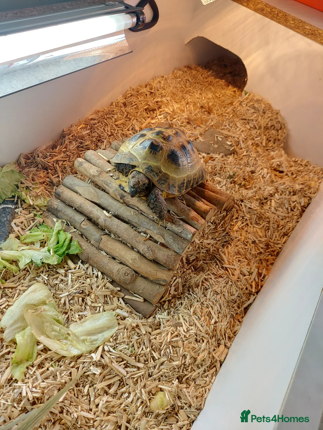 Tortoise reptiles for sale: Tortoise for sale  - Advert 1