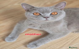 British Shorthair cats for sale: 6 Gorgeous BSH Kittens – Friendly & Playful! - Image 8