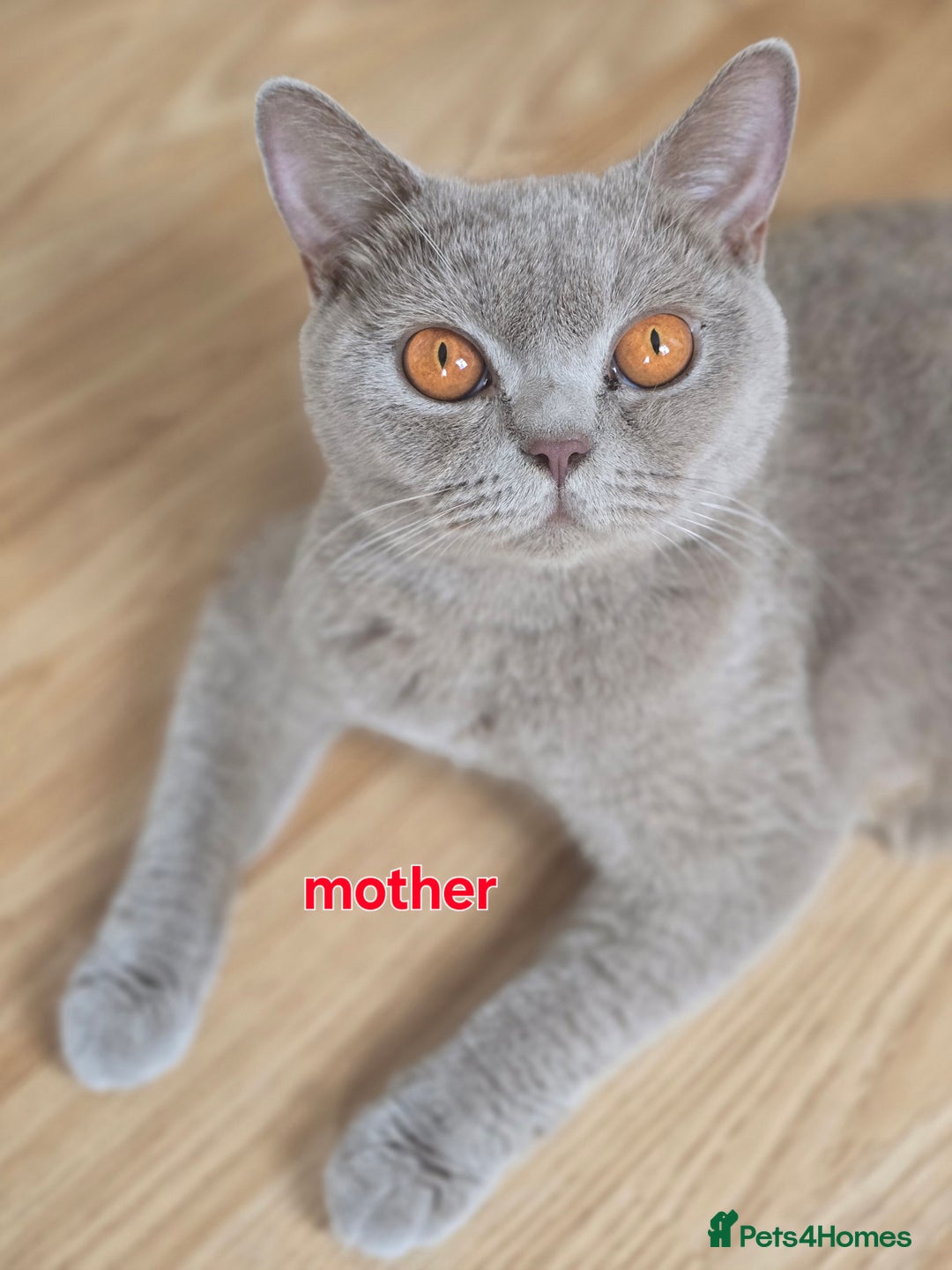 British Shorthair cats for sale: 6 Gorgeous BSH Kittens – Friendly & Playful! - Image 8