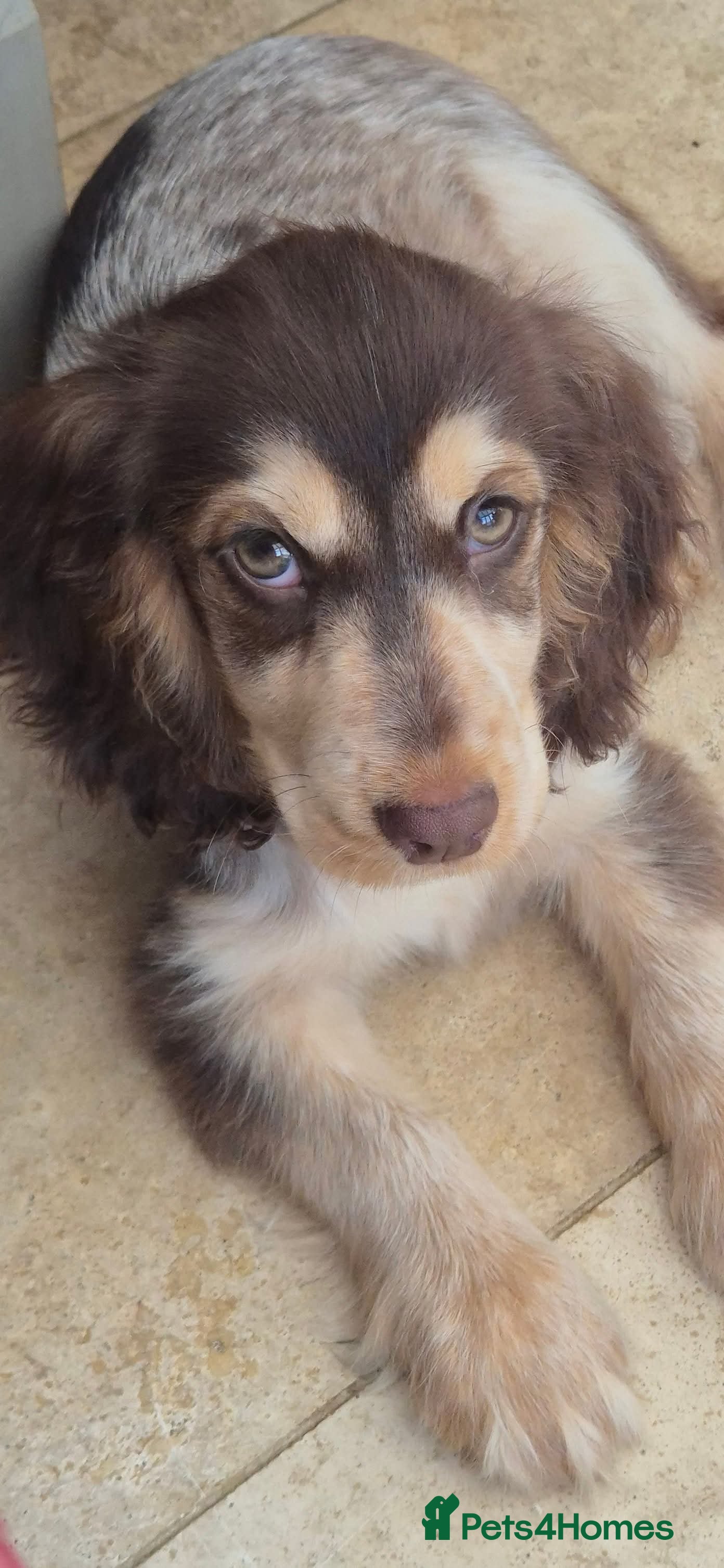 Cocker Spaniel dogs Show Cocker Chocolate Sable Roan GIRL 8m - Advert 17