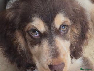 Cocker Spaniel dogs Show Cocker Chocolate Sable Roan GIRL 8m - Advert 2