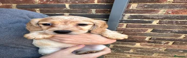 Bitch puppy four