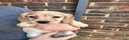 Mixed Breed dogs for sale: ONLY 4 BITCH PUPPIES LEFT - READY NOW - Advert 6