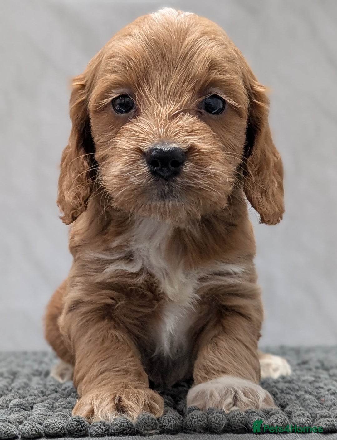 Cockapoo dogs for sale: Licensed breeder, health tested F1 cockapoo pups - Advert 14