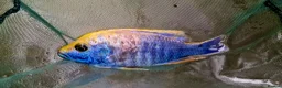 Barbs fish for sale: Torpedo barbs/ African Malawi in Herne Bay - Advert 1
