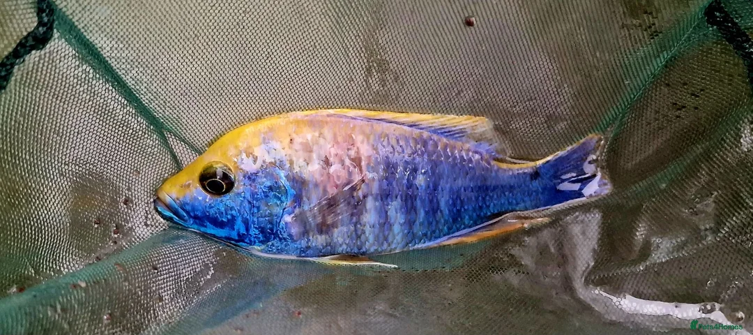 Barbs fish for sale: Torpedo barbs/ African Malawi in Herne Bay - Advert 1
