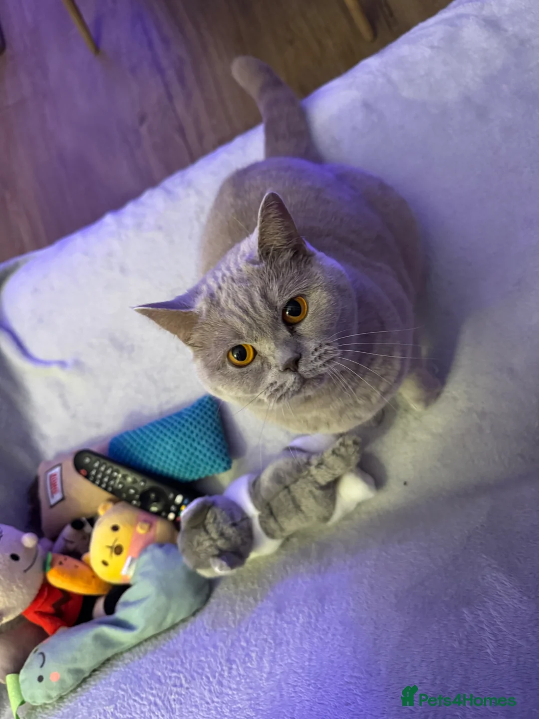 British Shorthair cats for sale: Gorgeous 4 Year old British Shorthair  - Advert 1