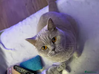 British Shorthair cats Gorgeous 4 Year old British Shorthair - Advert 5