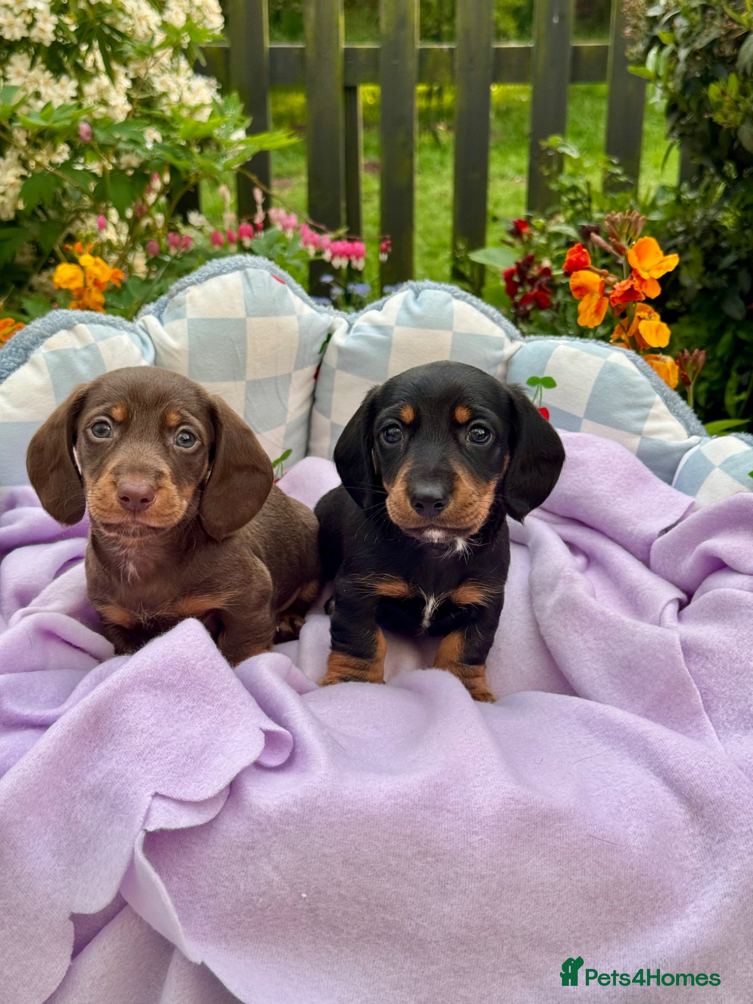 Miniature Dachshund dogs 7 kc reg dna tested mini dachshund puppies  - Advert 1