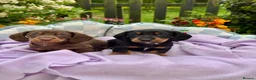 Miniature Dachshund dogs for sale: 5 left kc reg dna tested mini dachshund puppies  - Advert 1