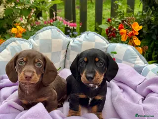 Miniature Dachshund dogs 7 kc reg dna tested mini dachshund puppies - Advert 4