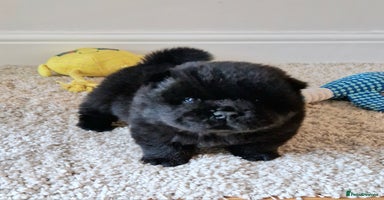 Chow Chow dogs Kc reg chow chow pups - Advert 7