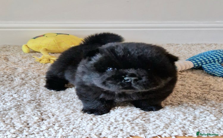 Chow Chow dogs Kc reg chow chow pups - Advert 13