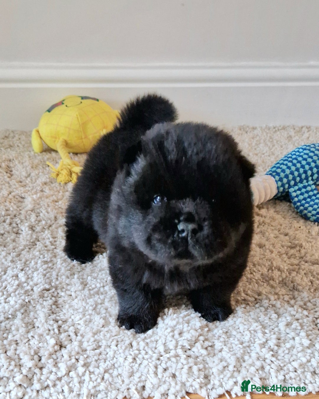 Chow Chow dogs for sale: Kc reg chow chow pups - Advert 5