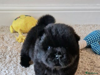 Chow Chow dogs Kc reg chow chow pups - Advert 4