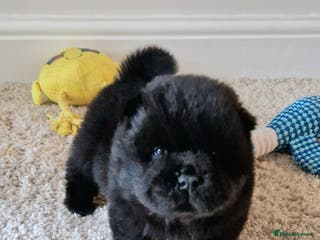 Chow Chow dogs Kc reg chow chow pups - Advert 3